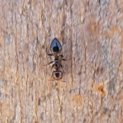 Crematogaster sp. (genus) (Acrobat ant, Cocktail ant) at Franklin, ACT - 21 Dec 2023 by HappyWanderer