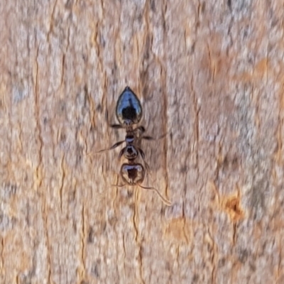 Crematogaster sp. (genus) (Acrobat ant, Cocktail ant) at Franklin, ACT - 21 Dec 2023 by HappyWanderer