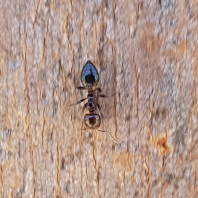 Crematogaster sp. (genus) (Acrobat ant, Cocktail ant) at North Mitchell Grassland  (NMG) - 22 Dec 2023 by HappyWanderer