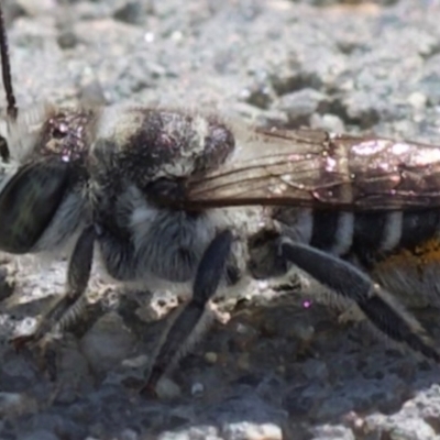 Megachile (Eutricharaea) serricauda (Leafcutter bee, Megachilid bee) at Murrumbateman, NSW - 28 Dec 2023 by amiessmacro