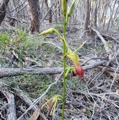 Cryptostylis subulata (Cow Orchid) at Bournda National Park - 28 Dec 2023 by MattYoung