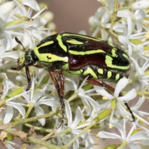 Eupoecila australasiae at The Pinnacle - 28 Dec 2023 10:16 AM