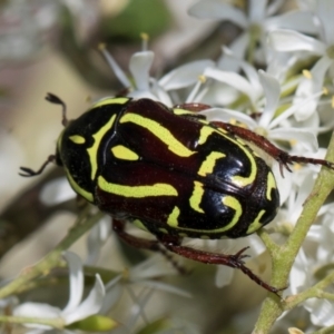 Eupoecila australasiae at The Pinnacle - 28 Dec 2023