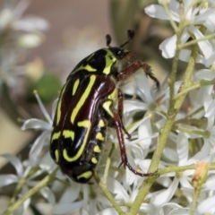 Eupoecila australasiae at The Pinnacle - 28 Dec 2023