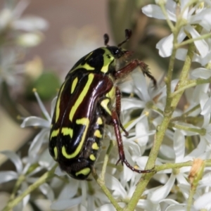 Eupoecila australasiae at The Pinnacle - 28 Dec 2023 10:16 AM