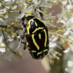 Eupoecila australasiae at The Pinnacle - 28 Dec 2023