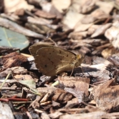 Heteronympha merope (Common Brown Butterfly) at Budjan Galindji (Franklin Grassland) Reserve - 21 Dec 2023 by HappyWanderer