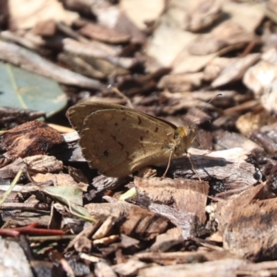 Heteronympha merope (Common Brown Butterfly) at Franklin, ACT - 21 Dec 2023 by HappyWanderer