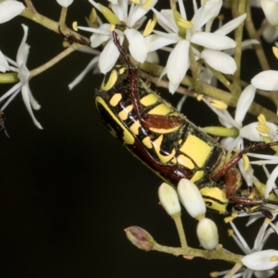 Eupoecila australasiae (Fiddler Beetle) at Hawker, ACT - 28 Dec 2023 by AlisonMilton