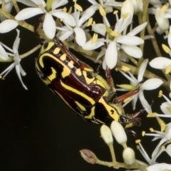 Eupoecila australasiae at The Pinnacle - 28 Dec 2023 11:43 AM