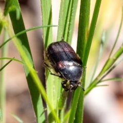 Bisallardiana gymnopleura at Wingello, NSW - 28 Dec 2023 by Aussiegall