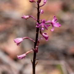 Dipodium roseum (Rosy Hyacinth Orchid) at Wingecarribee Local Government Area - 28 Dec 2023 by Aussiegall