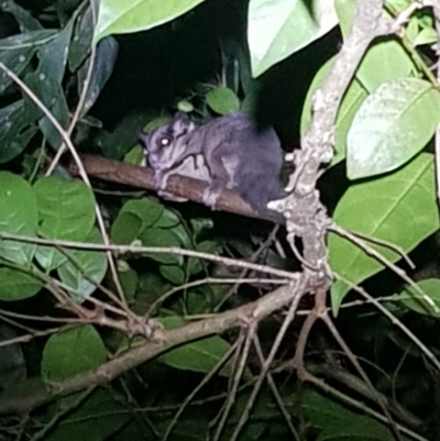 Petaurus notatus (Krefft’s Glider, formerly Sugar Glider) at Seven Mile Beach National Park - 28 Dec 2023 by danswell