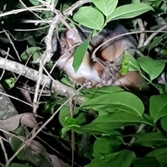 Pseudocheirus peregrinus (Common Ringtail Possum) at Seven Mile Beach National Park - 28 Dec 2023 by danswell