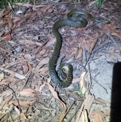 Morelia spilota spilota (Diamond Python) at Seven Mile Beach National Park - 28 Dec 2023 by danswell