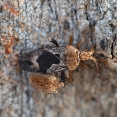 Ptilocnemus sidnicus (Feathered-leg assassin bug) at Higgins Woodland - 26 Nov 2023 by Untidy