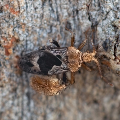 Ptilocnemus sidnicus (Feathered-leg assassin bug) at Higgins Woodland - 26 Nov 2023 by Untidy