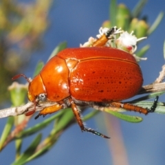 Anoplognathus porosus (Porosus Christmas beetle) at Block 402 - 24 Dec 2023 by Harrisi