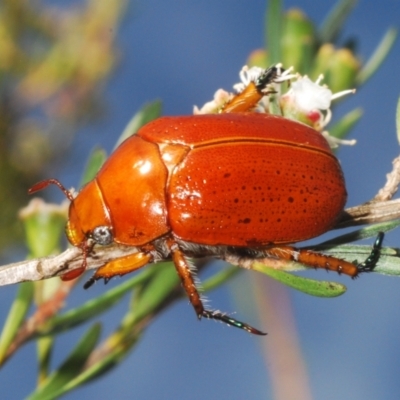 Anoplognathus porosus (Porosus Christmas beetle) at Bluetts Block Area - 24 Dec 2023 by Harrisi