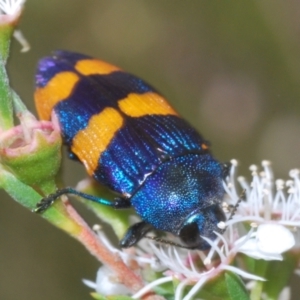 Castiarina klugii at Black Mountain - 26 Dec 2023