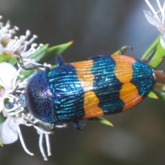 Castiarina klugii at Black Mountain - 26 Dec 2023