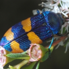 Castiarina klugii at Black Mountain - 26 Dec 2023 06:29 PM