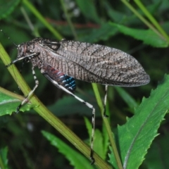 Acripeza reticulata (Mountain Katydid) at Bimberi Nature Reserve - 28 Dec 2023 by Harrisi