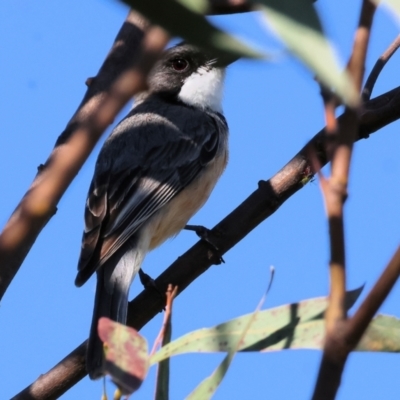 Pachycephala rufiventris (Rufous Whistler) at WREN Reserves - 27 Dec 2023 by KylieWaldon