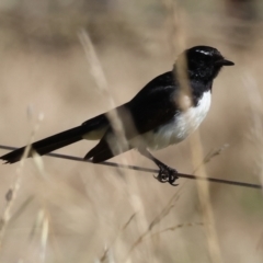 Rhipidura leucophrys (Willie Wagtail) at Wodonga, VIC - 27 Dec 2023 by KylieWaldon