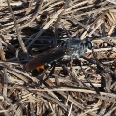 Unverified Robber fly (Asilidae) - 1 Jan 1900 by KylieWaldon