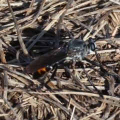 Unidentified Robber fly (Asilidae) at Wodonga, VIC - 28 Dec 2023 by KylieWaldon