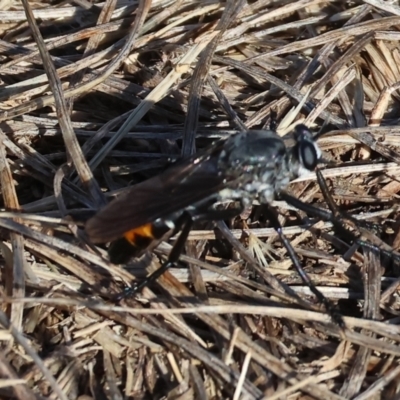 Unidentified Robber fly (Asilidae) at Wodonga, VIC - 28 Dec 2023 by KylieWaldon