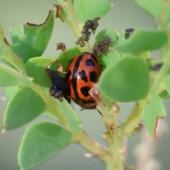 Peltoschema basicollis (Leaf beetle) at WREN Reserves - 27 Dec 2023 by KylieWaldon