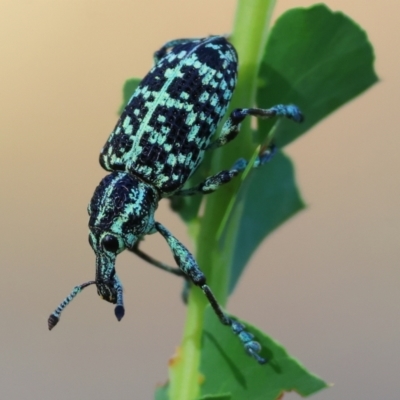 Chrysolopus spectabilis (Botany Bay Weevil) at WREN Reserves - 27 Dec 2023 by KylieWaldon