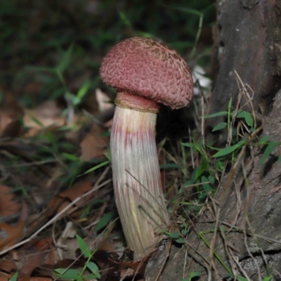 Unidentified Cap on a stem; pores below cap [boletes & stemmed polypores] at Capalaba, QLD - 27 Dec 2023 by TimL