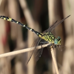 Austrogomphus cornutus (Unicorn Hunter) at Wodonga - 27 Dec 2023 by KylieWaldon