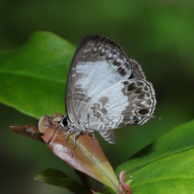 Zizina otis at Capalaba, QLD - 27 Dec 2023 by TimL