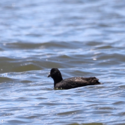 Fulica atra (Eurasian Coot) at Lake Burley Griffin West - 28 Dec 2023 by JimL