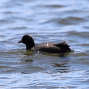 Fulica atra at Lake Burley Griffin West - 28 Dec 2023