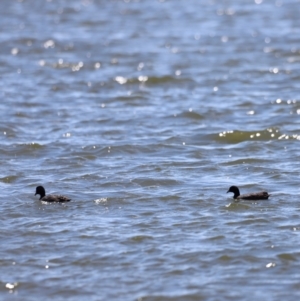 Fulica atra at Lake Burley Griffin West - 28 Dec 2023