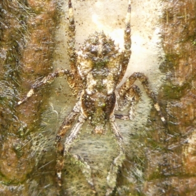 Stephanopis altifrons (Knobbly crab spider) at Braemar, NSW - 28 Dec 2023 by Curiosity