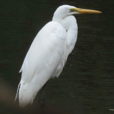 Ardea alba (Great Egret) at Wagga Wagga, NSW - 25 Dec 2023 by RobParnell