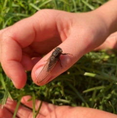 Yoyetta sp. (genus) (Firetail or Ambertail Cicada) at Hatton Vale, QLD - 29 Dec 2023 by simonstratford