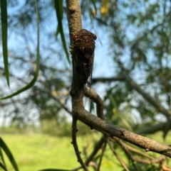 Psaltoda claripennis (Clanger) at Hatton Vale, QLD - 29 Dec 2023 by simonstratford