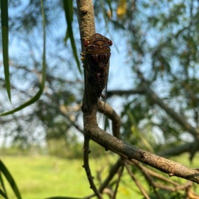 Psaltoda claripennis (Clanger) at Hatton Vale, QLD - 29 Dec 2023 by simonstratford