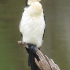 Microcarbo melanoleucos (Little Pied Cormorant) at Wagga Wagga, NSW - 26 Dec 2023 by RobParnell