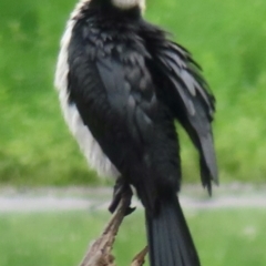 Microcarbo melanoleucos (Little Pied Cormorant) at Wagga Wagga, NSW - 26 Dec 2023 by RobParnell