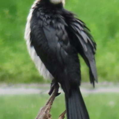 Microcarbo melanoleucos (Little Pied Cormorant) at Wagga Wagga, NSW - 26 Dec 2023 by RobParnell