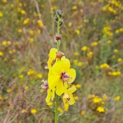 Verbascum virgatum (Green Mullein) at Mount Mugga Mugga - 29 Dec 2023 by Mike