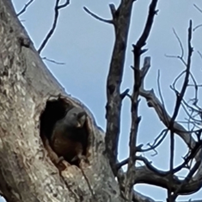 Callocephalon fimbriatum (Gang-gang Cockatoo) at O'Malley, ACT - 29 Dec 2023 by Mike